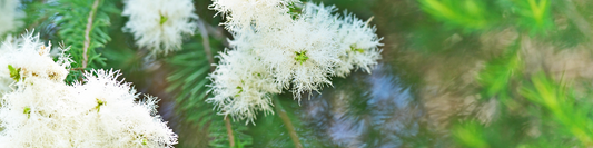 Aromaterapiasta lyhyesti